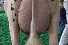 119_DSF4387